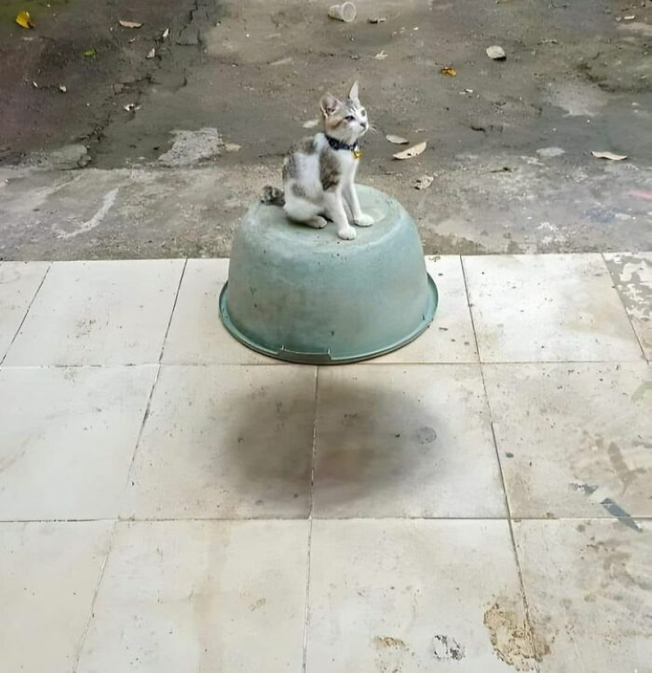 Silly Optical Illusions cat on a floating basin