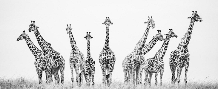 Black & White Photo Awards, giraffe