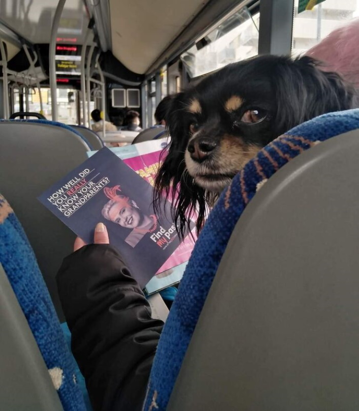 Silly Optical Illusions dog on bus