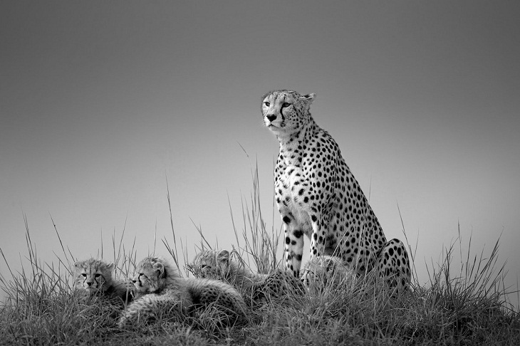 Black & White Photo Awards, Cheetah 