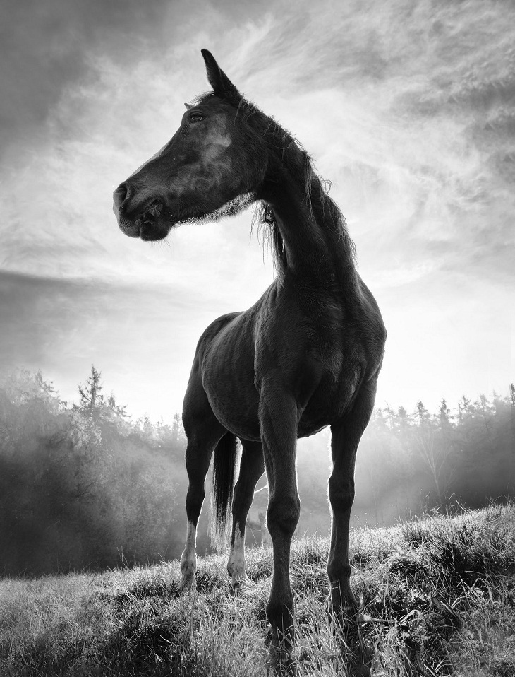 Black & White Photo Awards, horse