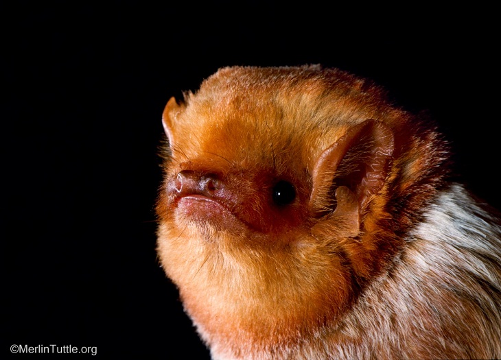 Bat Portraits, adult male eastern red bat 