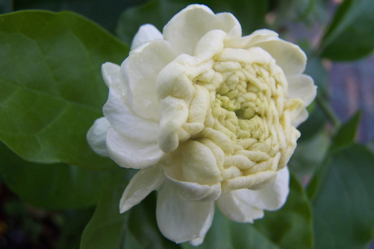 White Flowers Jasminum sambac