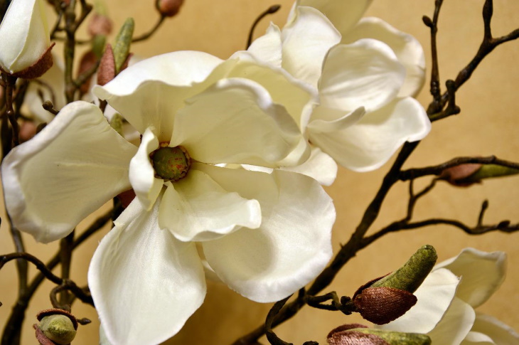 White Flowers Magnolia grandiflora