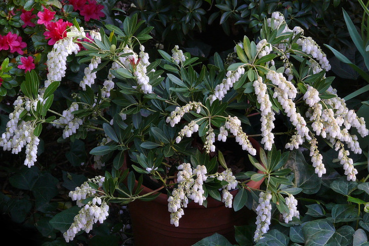 White Flowers Pieris japonica