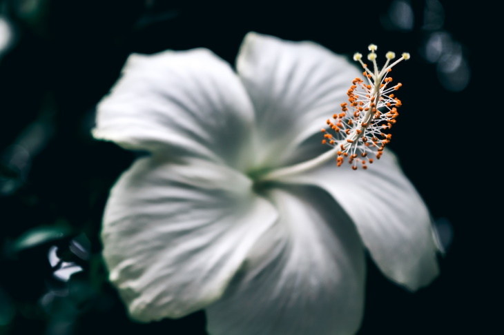 White Flowers Hibiscus spp.