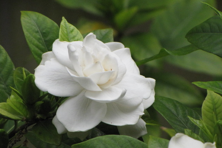 White Flowers Gardenia jasminoides