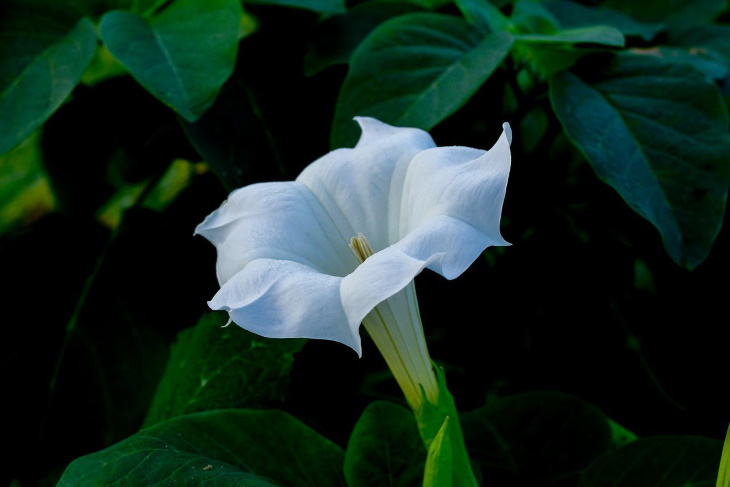 White Flowers Datura meteloides
