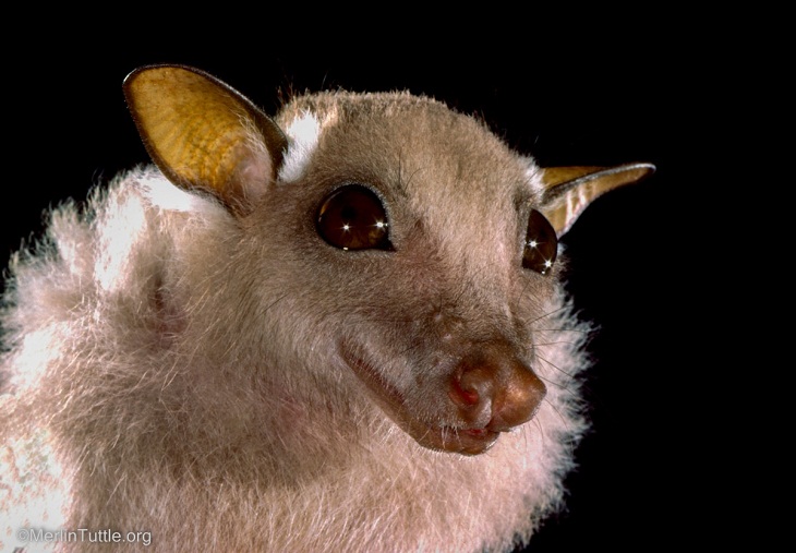 Bat Portraits, minor epauletted fruit bat 