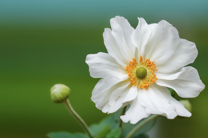 White Flowers Anemone hybrida