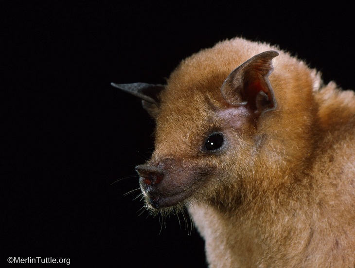 Bat Portraits, lesser long-nosed bat 