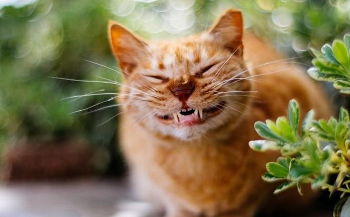 חידון ראש בראש ממלכת החיות: חתול מחייך