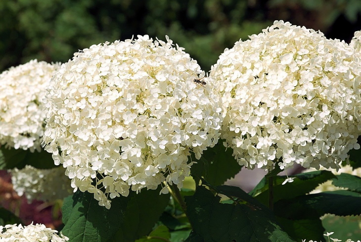 White Flowers Hydrangea arborescens