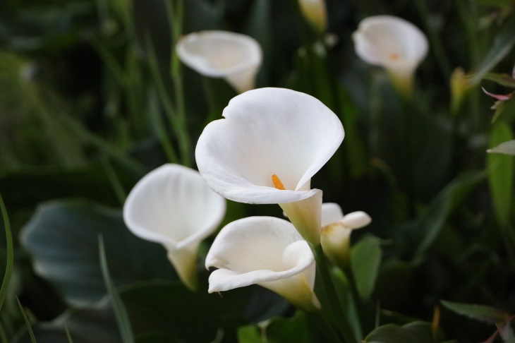 White Flowers Zantedeschia selections