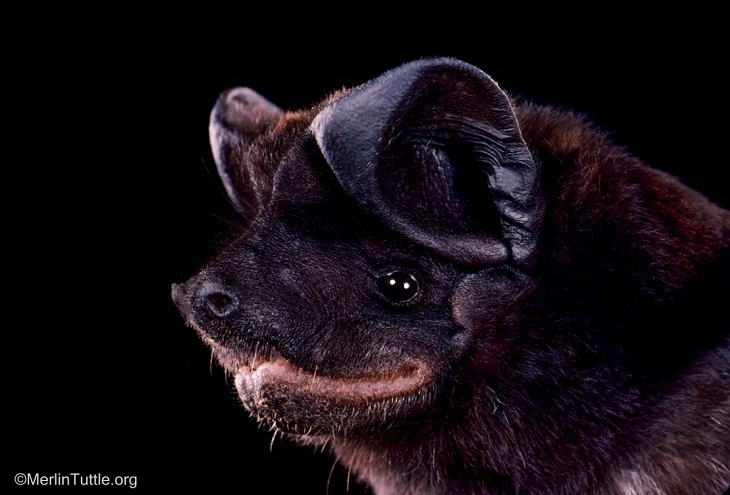 Bat Portraits, black bonneted bat 