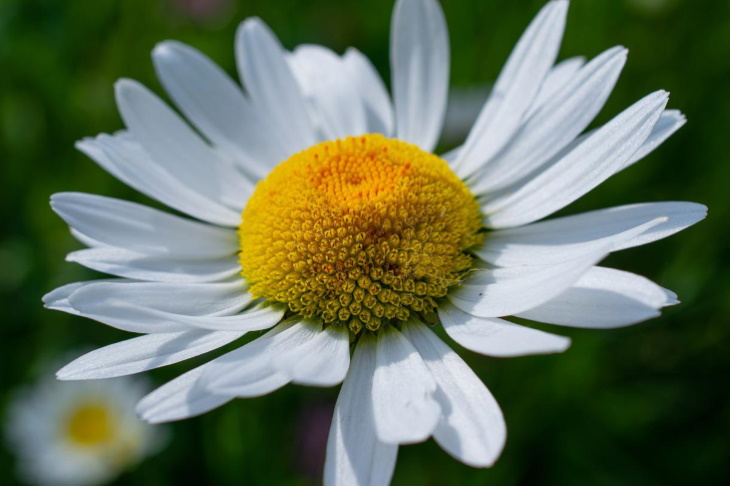 White Flowers Leucanthemum x superbum