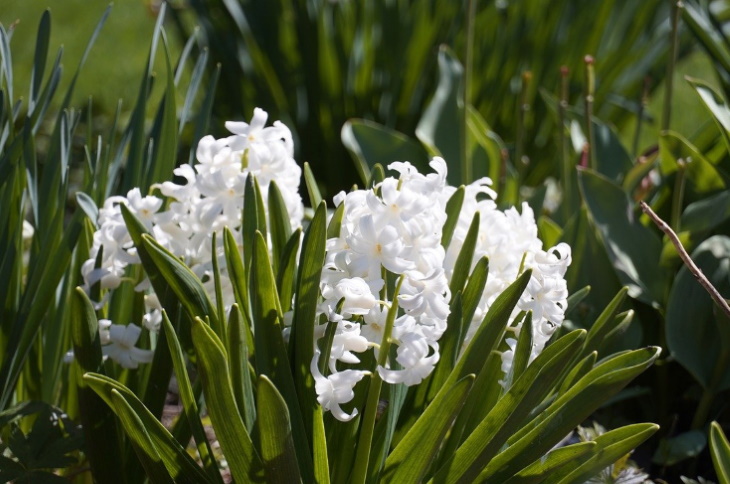 White Flowers Muscari sp.