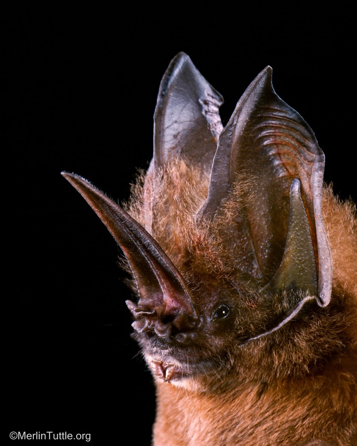 Bat Portraits, A Tomes's sword-nosed bat