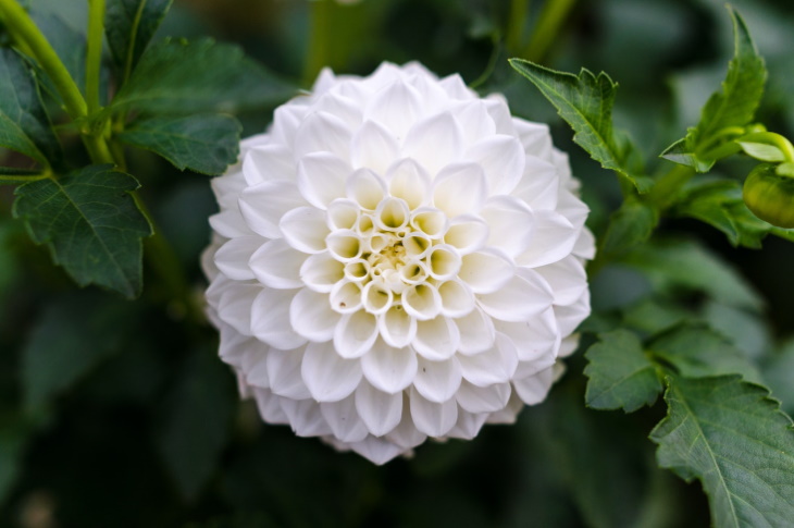 White Flowers Dahlia spp.