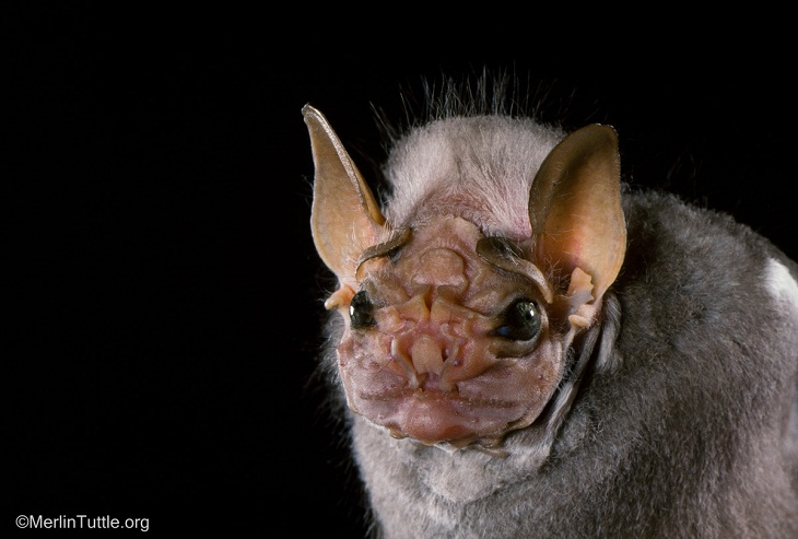 Bat Portraits,  male wrinkle-faced bat 