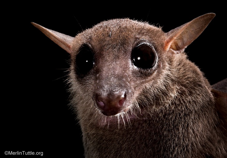 Bat Portraits, Cave nectar bat (