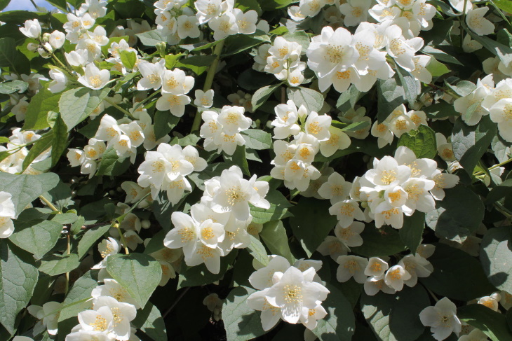 White Flowers Philadelphus coronarius