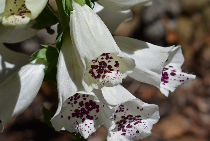 White Flowers Digitalis Purpurea Albiflora