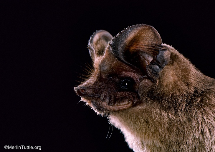 Bat Portraits, Brazilian free-tailed bat