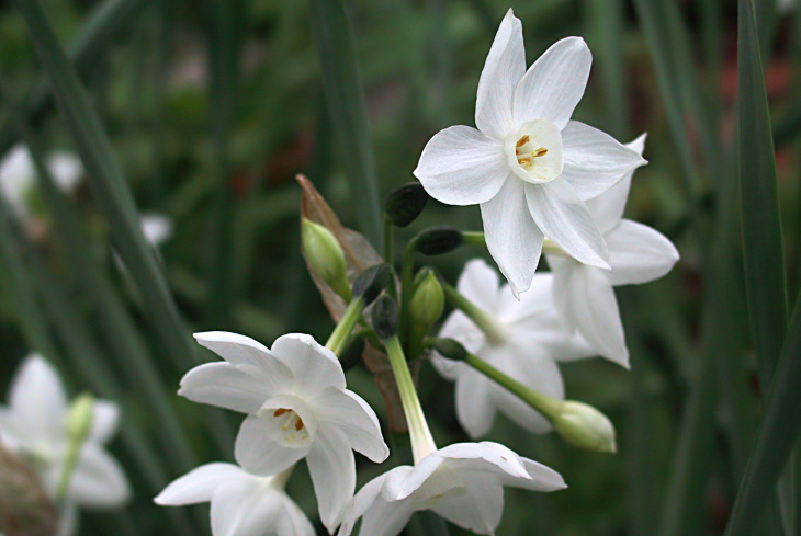 White Flowers Narcissus pseudonarcissus