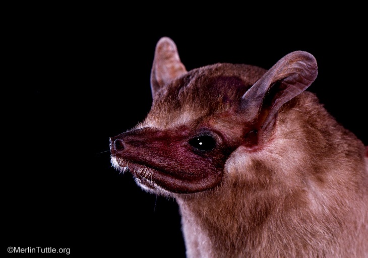Bat Portraits, African sheath-tailed bat