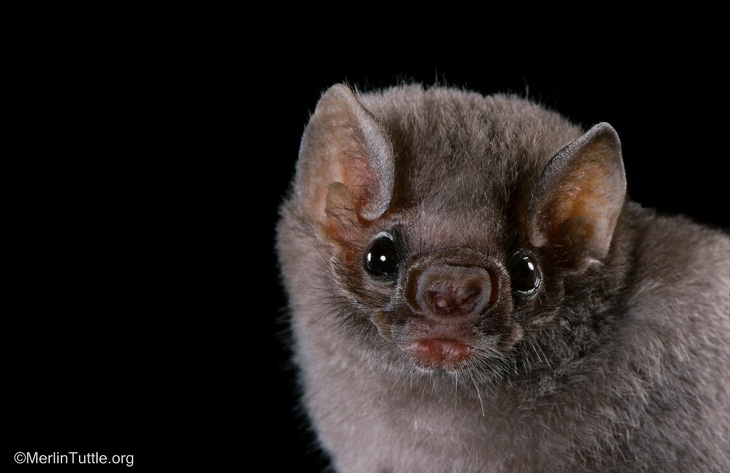 Bat Portraits, Hairy-legged vampire bat