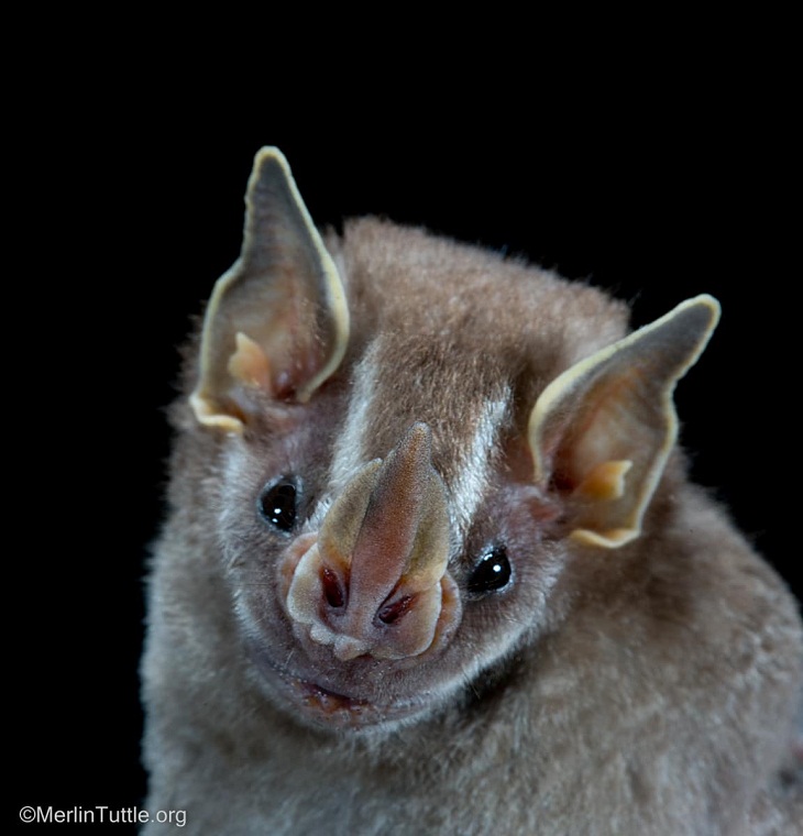 Bat Portraits, pygmy fruit-eating bat