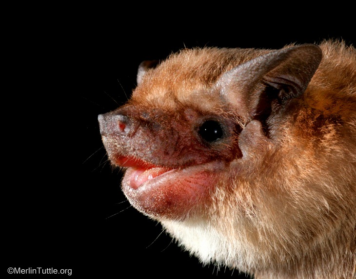 Bat Portraits, dwarf dog-faced bat