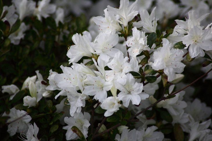 White Flowers Rhododendron spp.