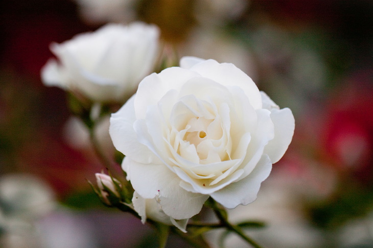 White Flowers Rosa