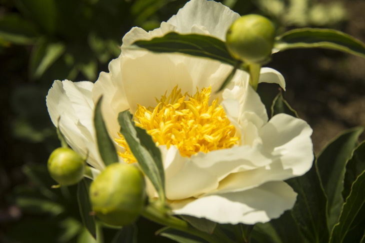 White Flowers Paeonia