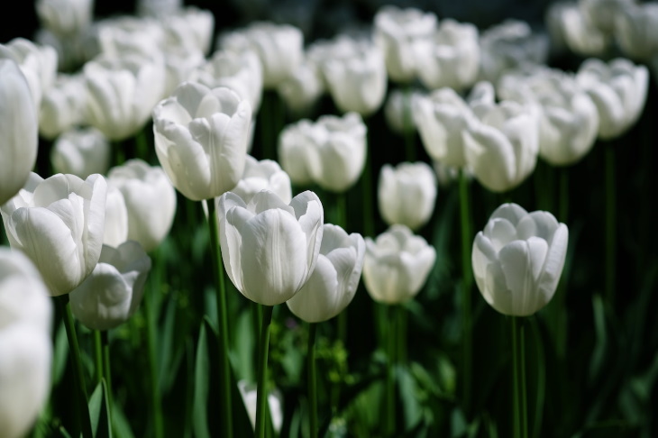 White Flowers Tulipa spp