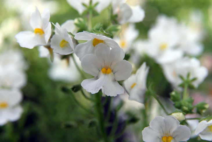 White Flowers Nemesia spp.