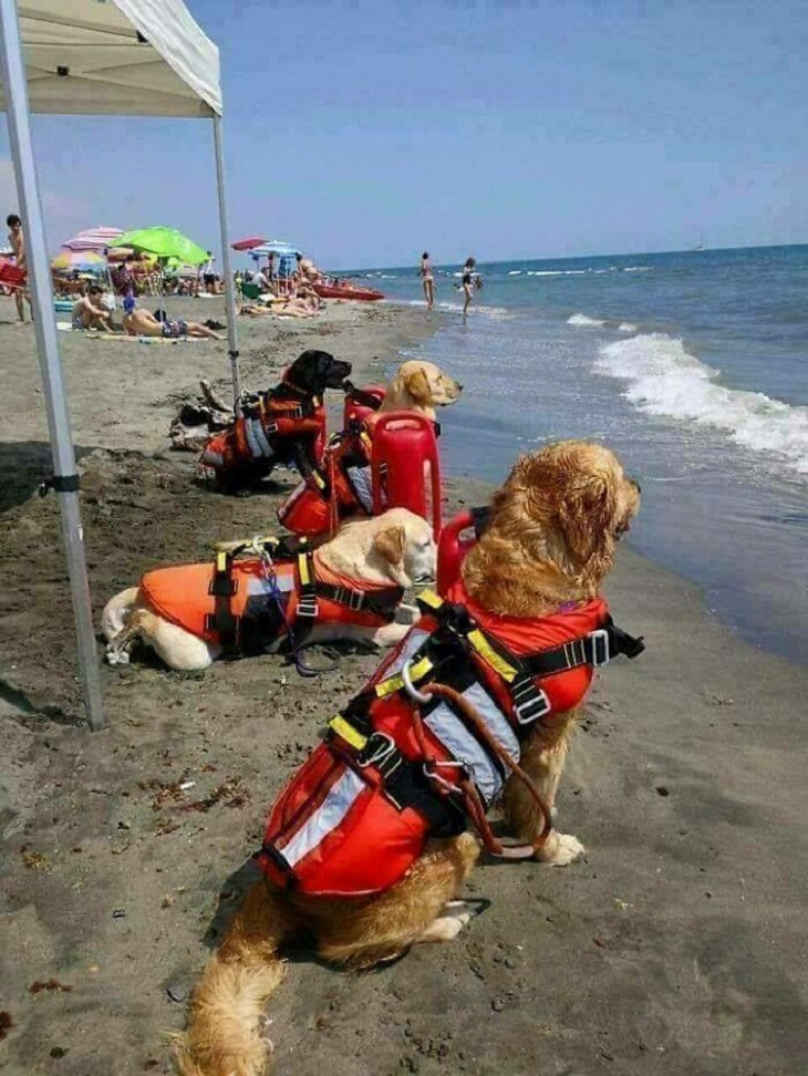 Cães trabalhadores, cães salva-vidas