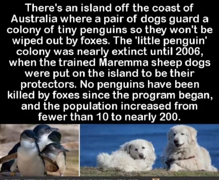Cães trabalhadores, guardas dos pinguins!