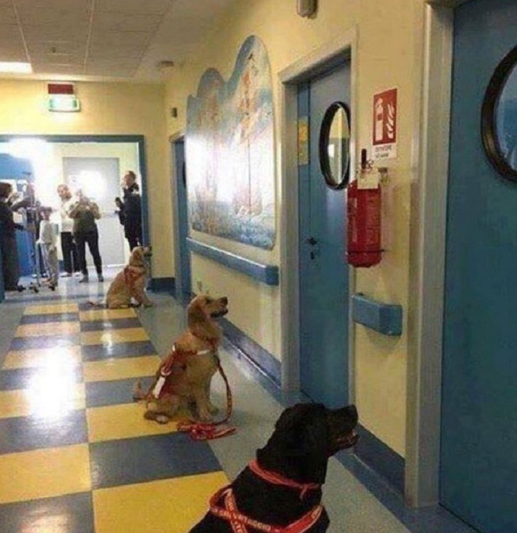 Cães trabalhadores, cães de terapia