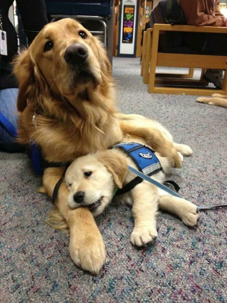 Dogs with Jobs,  Therapy dog