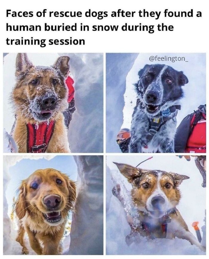 Cães trabalhadores, cães de resgate