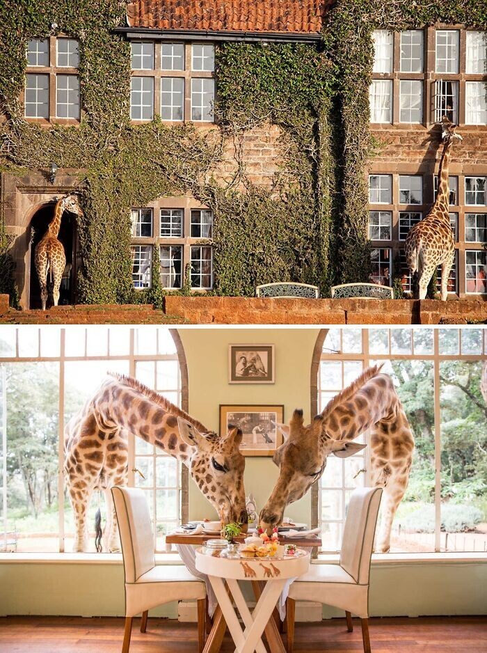 Cool Hotels Giraffe Manor - Kenya