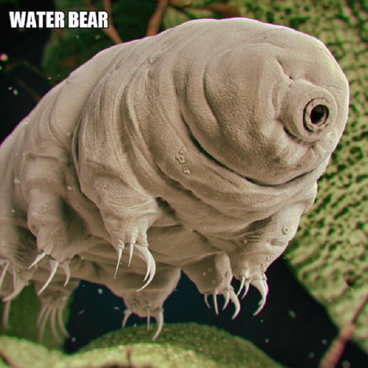 Close-Ups of Bugs & Creatures, water bear