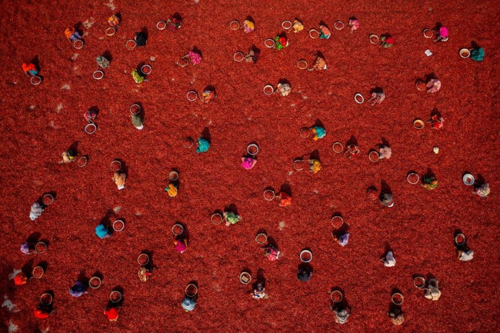 Drone Photos Women Picking Red Chilies By Azim Khan Ronnie
