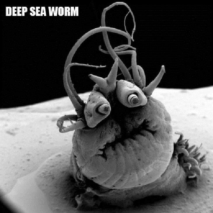 Close-Ups of Bugs & Creatures, deep sea worm