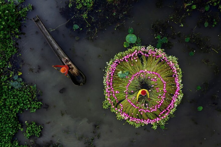 Drone Photos Waterlily Harvesting By Shibasish Saha