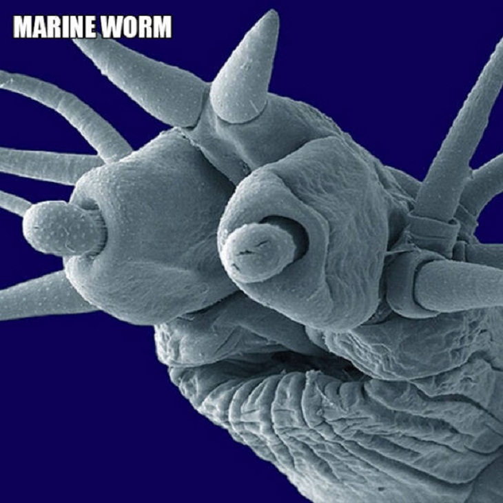 Close-Ups of Bugs & Creatures, marine worm