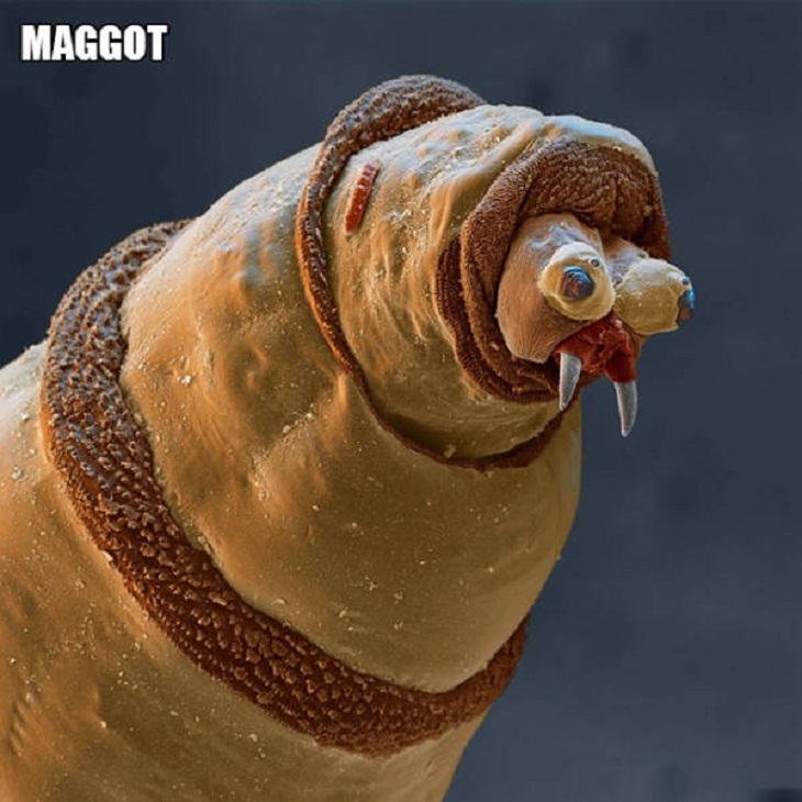 Close-Ups of Bugs & Creatures, maggot
